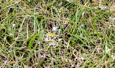 芝生の上に残った雪の痕跡